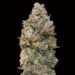 Chocolate Skunk - 00 Seeds