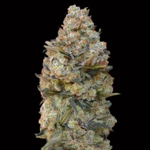 Chocolate Skunk - 00 Seeds