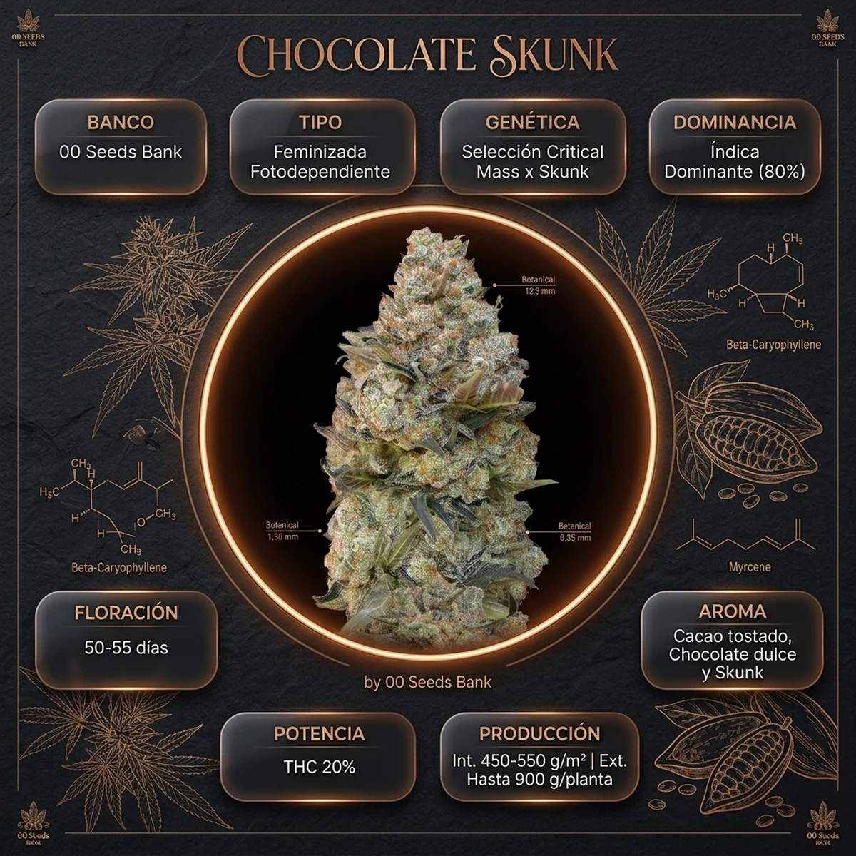 Infografía oficial de Chocolate Skunk de 00 Seeds en Huerto Urbano Grow