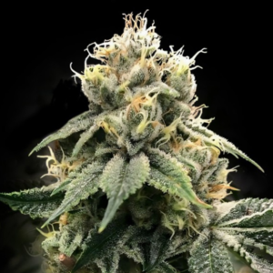 Chocolate Truffle Shuffle (C.T.S.) – DNA Genetics