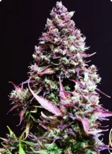 Cream Caramel Auto - Sweet Seeds