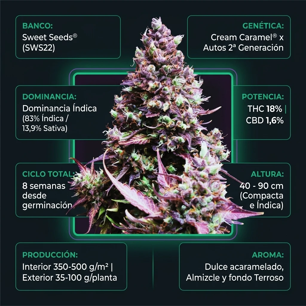 Infografía Técnica Cream Caramel Auto Sweet Seeds Huerto Urbano Grow