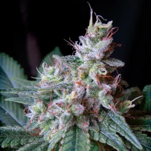 Cream Caramel - Sweet Seeds