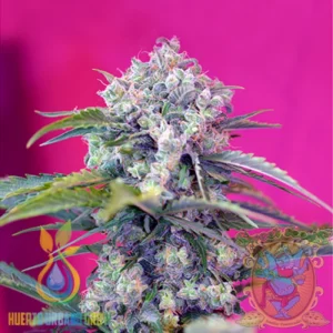 Cream Mandarine Auto - Sweet Seeds