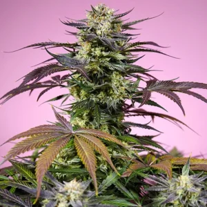Gelonade® - Sweet Seeds