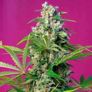 Gorilla Girl - Sweet Seeds