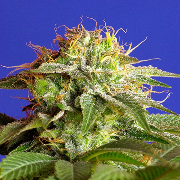Cogollo maduro y resinoso de Green Poison feminizada Sweet Seeds Huerto Urbano Grow