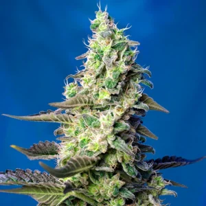Green Poison XL Auto® - Sweet Seeds