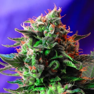 Jack 47 - Sweet Seeds