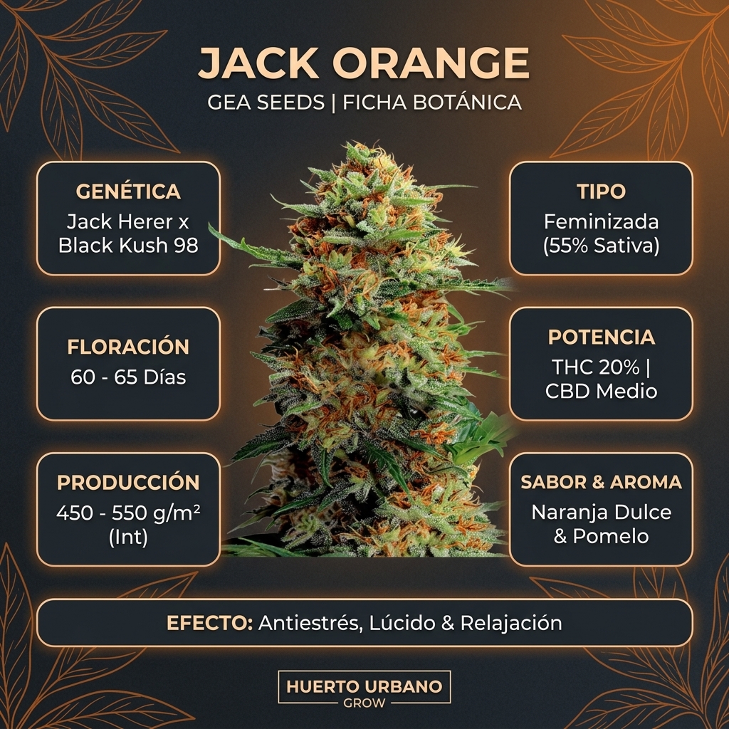 Infografía botánica y técnica de Jack Orange de Gea Seeds