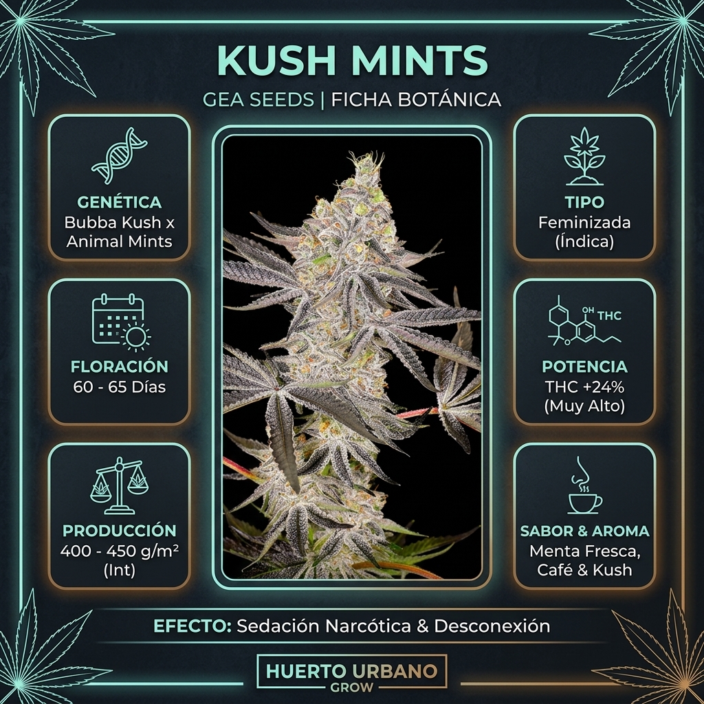Infografía botánica y técnica de Kush Mints de Gea Seeds
