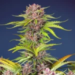 Mimosa Bruce Banner XL Auto - Sweet Seeds