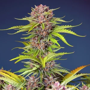 Mimosa Bruce Banner XL Auto - Sweet Seeds