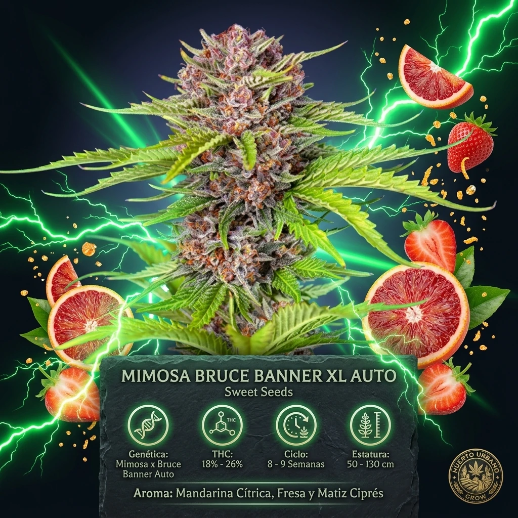 Infografía botánica oficial de Mimosa Bruce Banner XL Auto de Sweet Seeds con datos técnicos de floración, potencia THC y cruce Mimosa x Bruce Banner Auto