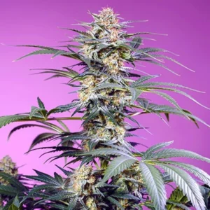 Monster Maker - Sweet Seeds