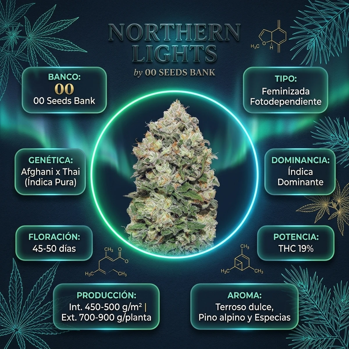 Infografía oficial de Northern Lights de 00 Seeds en Huerto Urbano Grow