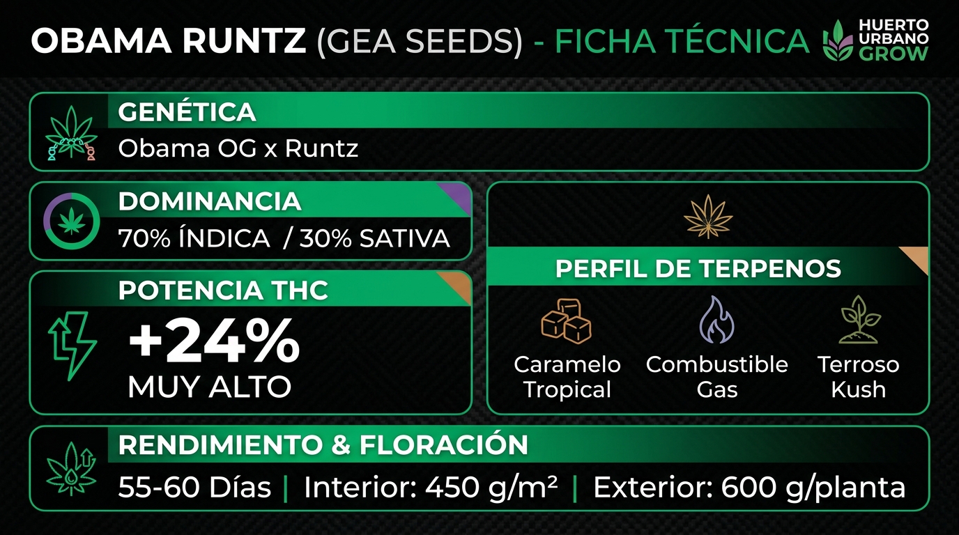 Infografía con características, potencia de +24% THC, floración rápida y terpenos de la variedad Obama Runtz de Gea Seeds