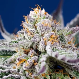 Orange Apricot Glue XL Auto - Sweet Seeds