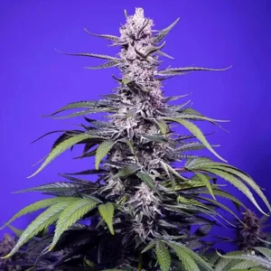 Permanent Marker XL Auto® - Sweet Seeds