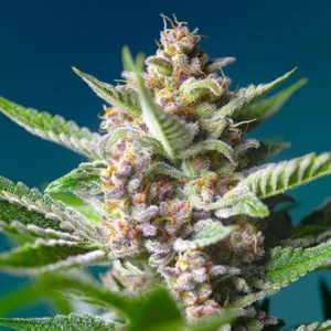 Purple Punch OG - Sweet Seeds