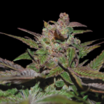 Purple Wreck – DNA Genetics