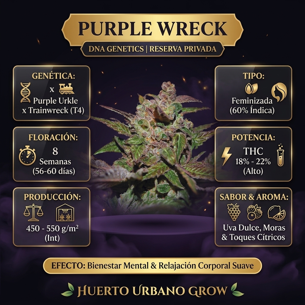 Infografía botánica oficial de Purple Wreck de DNA Genetics Reserva Privada con datos técnicos de floración de 8 semanas, THC 18-22% y perfil de uva dulce y toques cítricos
