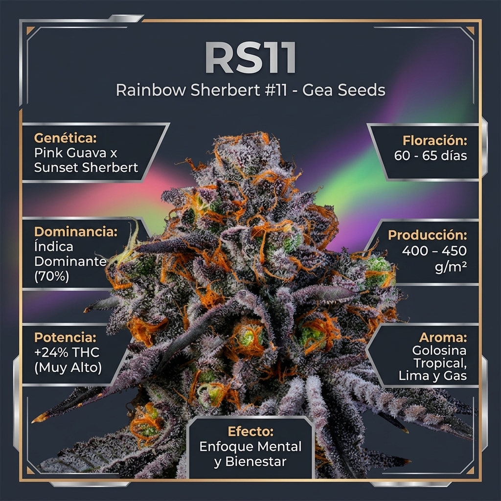 Infografía con características, potencia de +24% THC, floración y terpenos de la variedad RS11 Rainbow Sherbert de Gea Seeds