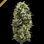 Snack Pack – DNA Genetics