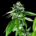Sorbet Dreams — DNA Genetics