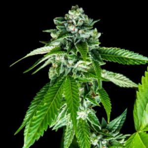 Sorbet Dreams — DNA Genetics