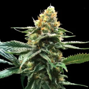 Sour Sorbet — DNA Genetics