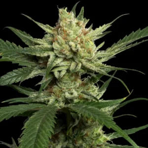 Strawberry Banana — DNA Genetics / Reserva Privada