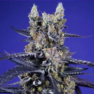 Super Boof XL Auto® - Sweet Seeds
