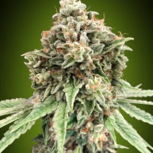 Sweet Critical ( 5 semillas )