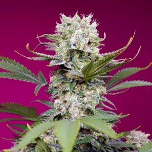 Sweet Mandarine Zkittlez XL Auto - Sweet Seeds