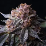 Tropicana Cherry - Gea Seeds