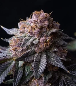 Tropicana Cherry - Gea Seeds