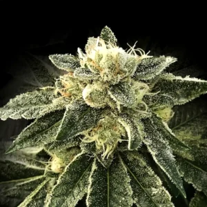 White Chocolope — DNA Genetics
