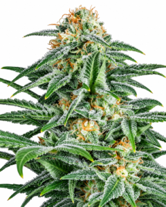 Gorilla Glue 4 - Gea Seeds