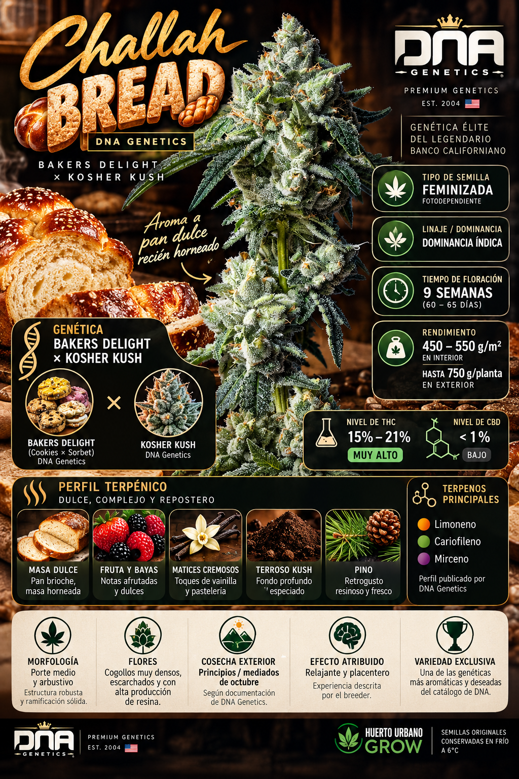 Challah Bread DNA Genetics – Infografía Técnica HUG Infografía de Challah Bread DNA Genetics con genética Bakers Delight x Kosher Kush, dominancia índica, 9 semanas de floración, THC 15-21% y producción de 450-550 g/m²