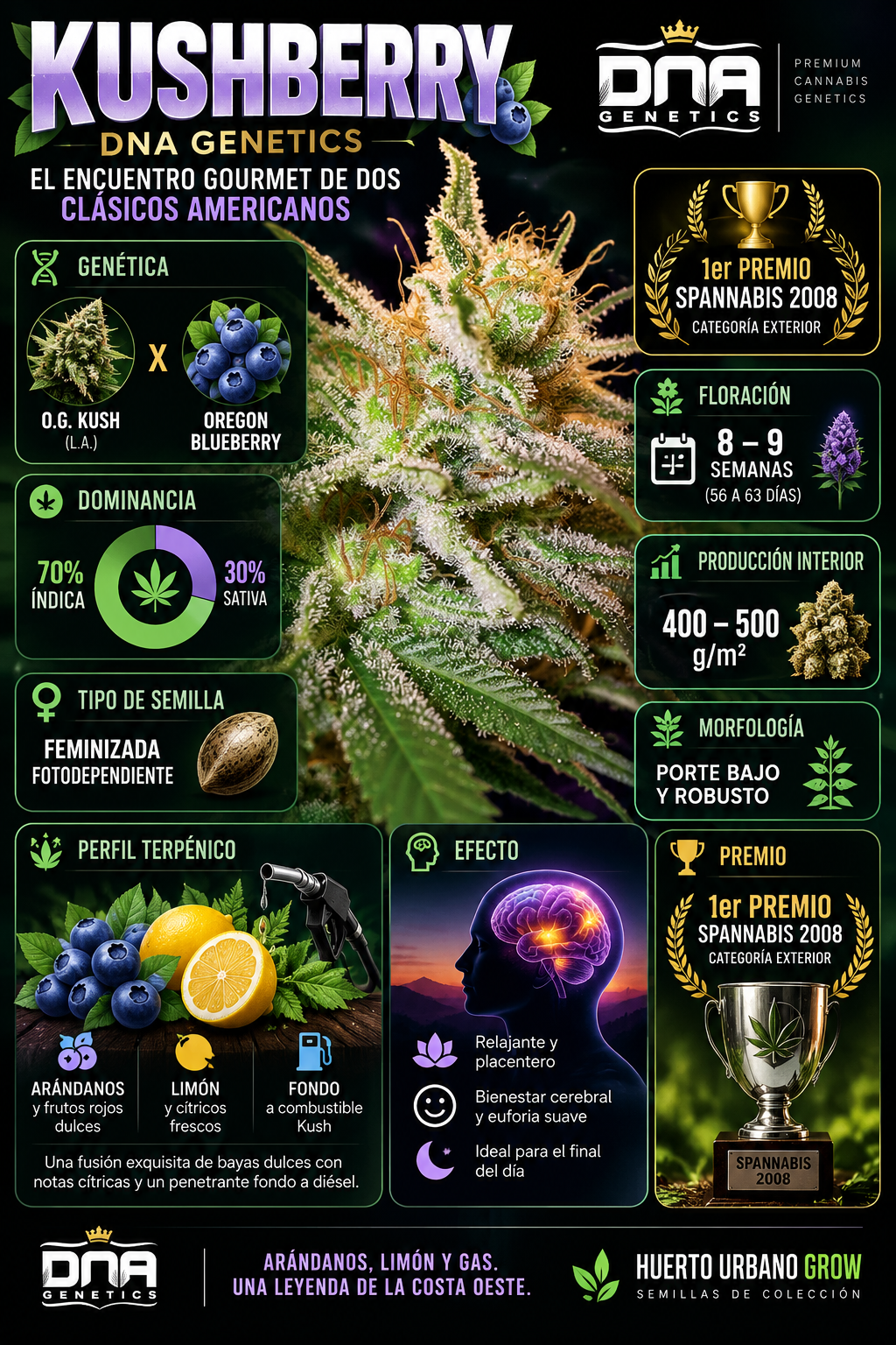 Infografía de Kushberry DNA Genetics con genética OG Kush x Oregon Blueberry, 70% índica 30% sativa, floración de 8-9 semanas y producción de 400-500 g/m²