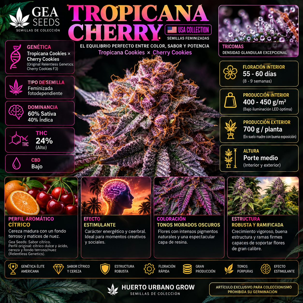 Infografía técnica de Tropicana Cherry Gea Seeds con genética, 60% sativa, THC 24%, floración y producción