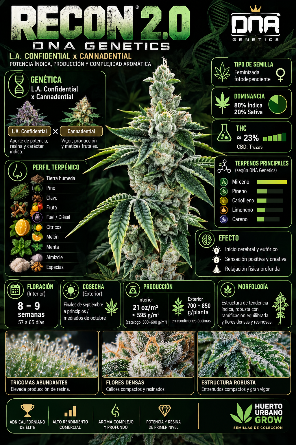 Infografía de ReCon 2.0 DNA Genetics con genética LA Confidential x Cannadential, 80% índica 20% sativa, floración de 8-9 semanas y THC aproximado del 23%