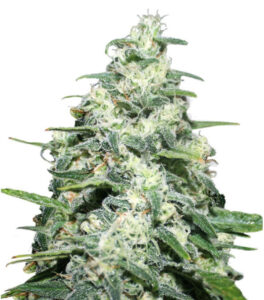 Amnesia Pro Gea Seeds