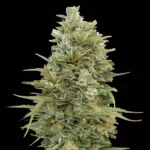 Auto Do-Si-Dos Cookies - 00 Seeds