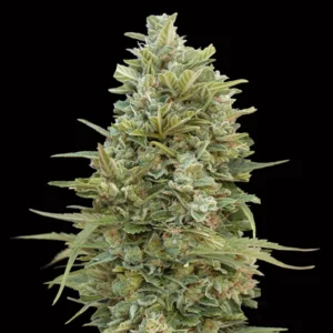 Auto Do-Si-Dos Cookies - 00 Seeds