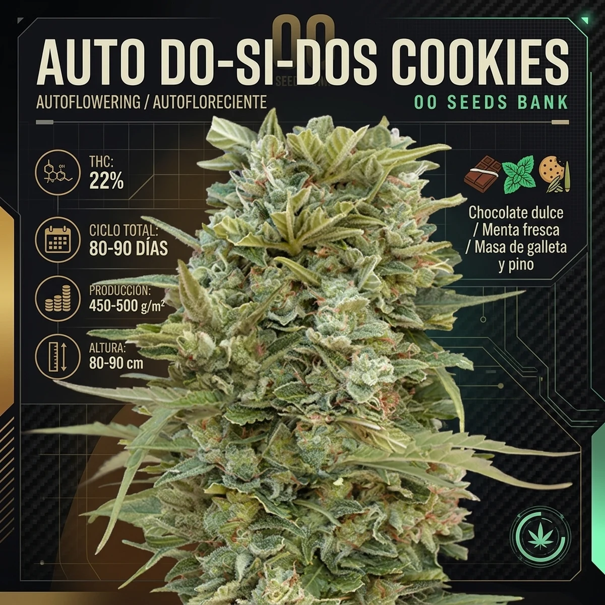 Infografía técnica botánica de Auto Do-Si-Dos Cookies de 00 Seeds con producción, ciclo de cultivo, altura y perfil de terpenos