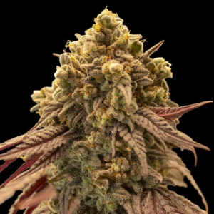 Auto Gelato Mint - 00 Seeds