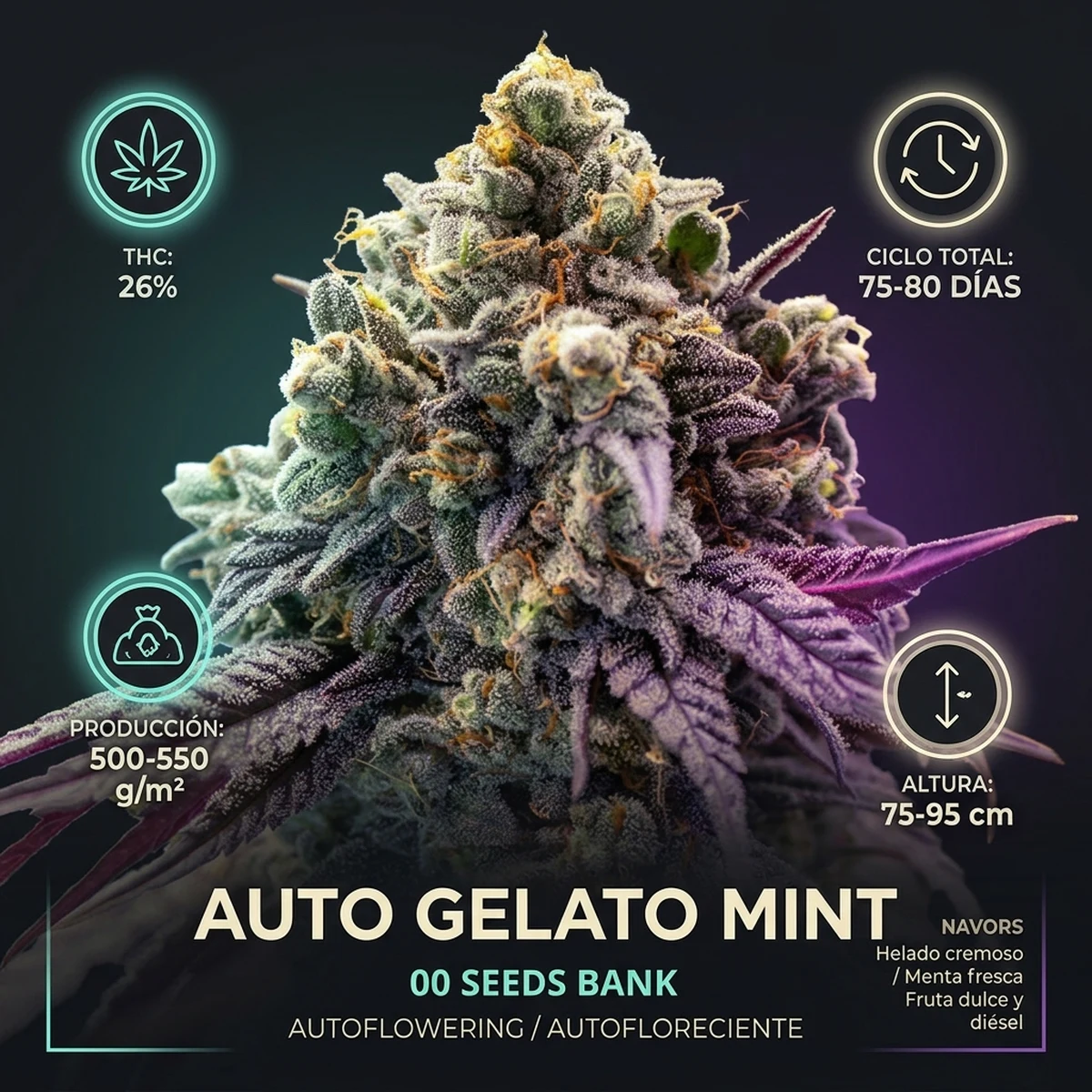 Infografía técnica botánica de Auto Gelato Mint de 00 Seeds con producción, ciclo de cultivo, altura y perfil de terpenos