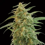 Auto Gorilla - 00 Seeds